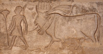 Tehenet húzó férfi, Hórusz-templom, Edfu alkotó: Egyptian Egyptian