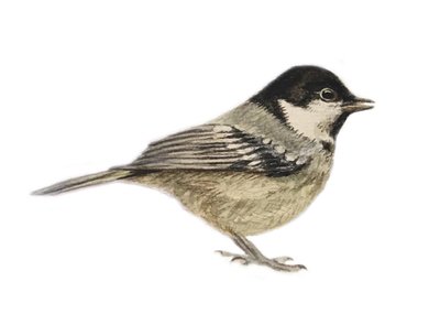 Coal Tit, 2019 (akvarell és ceruza) alkotó: Eleanor Grafton