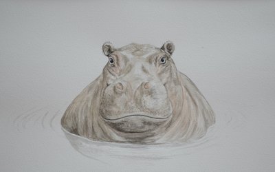 Víziló, 2021 (akvarell) alkotó: Eleanor Grafton