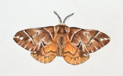 Kentish Glory Moth, 2023 alkotó: Eleanor Grafton