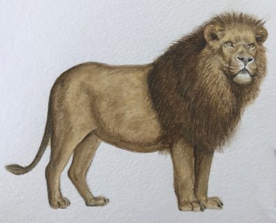 Oroszlán, 2019 (akvarell és ceruza) alkotó: Eleanor Grafton