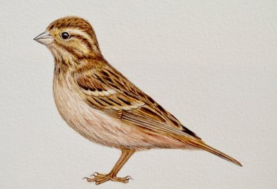 Reed Bunting, 2023 alkotó: Eleanor Grafton