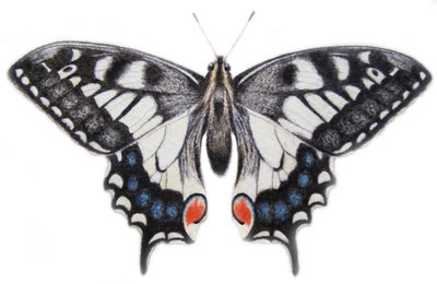 Fecskefarok, 2012 (akvarell és ceruza) alkotó: Eleanor Grafton