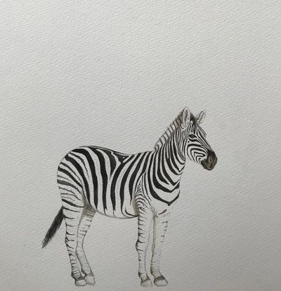 Zebra, 2018 (akvarell ceruza és festék) alkotó: Eleanor Grafton