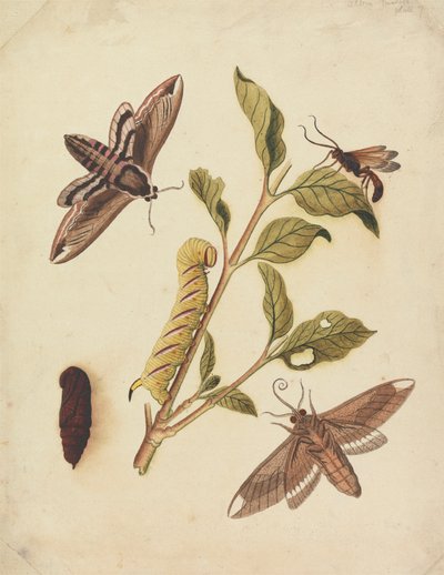 Privet Hawk Moths és Callajoppa Exaltatoria alkotó: Eleazar Albin