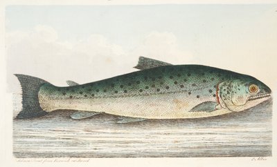 Lazacpisztráng Berwickből a Tweeden, A Treatise a halakról és halastavakból, kocsma. 1832 (kézzel színezett metszet) alkotó: Eleazar Albin