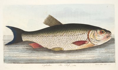 The Chub, A Treatise on Fish és halastavak, kocsma. 1832 (kézzel színezett metszet) alkotó: Eleazar Albin