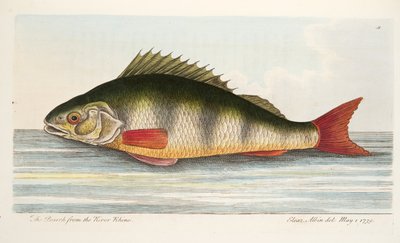 A sügér a Rajna folyóból, A Treatise a halakról és halastavakból, kocsma. 1832 (kézzel színezett metszet) alkotó: Eleazar Albin