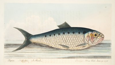 The Shad, A Treatise on Fish and Fish-Ponds, kocsma. 1832 (kézzel színezett metszet) alkotó: Eleazar Albin