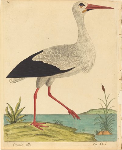 A Stork Ciconia Alba, megjelenése 17311738. alkotó: Eleazar Albin