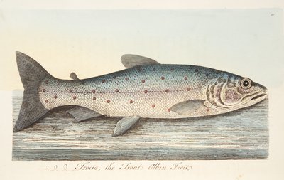 A pisztráng, az Értekezés a halakról és a halastavakból, kocsma. 1832 (kézzel színezett metszet) alkotó: Eleazar Albin