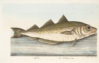The Whiting, a Treatise on Fish és halastavak, pub. 1832 (kézzel színezett metszet) alkotó: Eleazar Albin