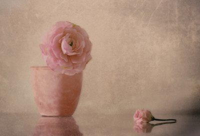 Halványrózsaszín ranunculus virág alkotó: Elena Arjona
