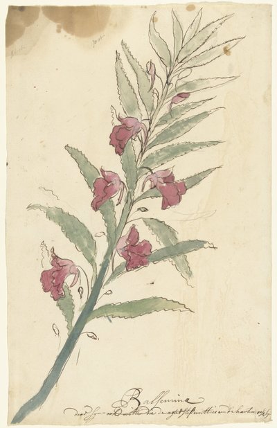 balémia alkotó: Elias van Nijmegen