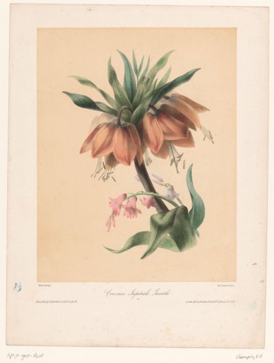 Császári korona és Jácint Couronne Impériale, Jacinthe (cím a tárgyon) alkotó: Elisa Honorine Champin