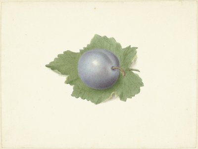 Szilva levélen alkotó: Elisabeth Geertruida van de Kasteele