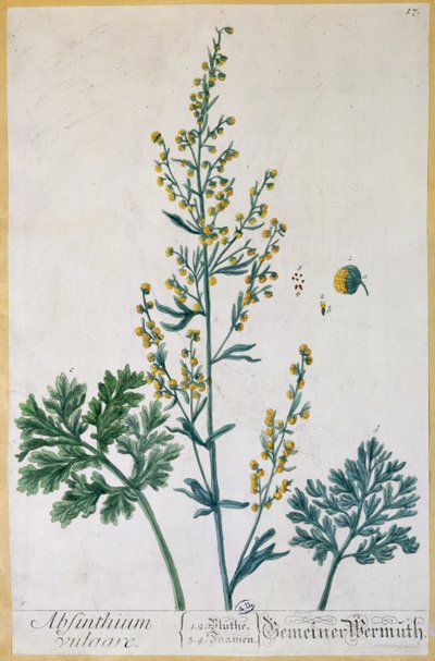 Abszint, a művész "Herbarium Blackwellianum" tányérja, 1757 (színes metszet) alkotó: Elizabeth Blackwell