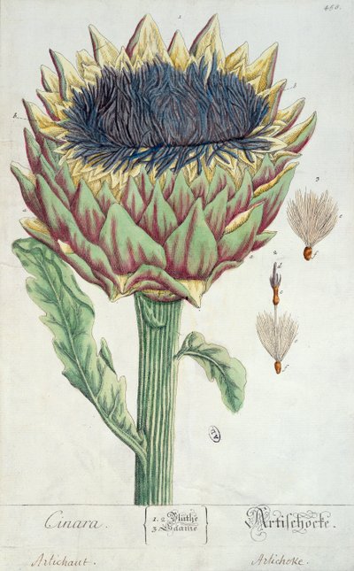 Articsóka, a 