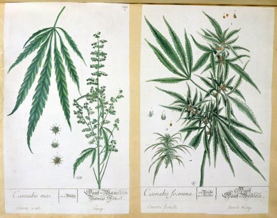 Cannabis mas és Cannabis foemina, a 