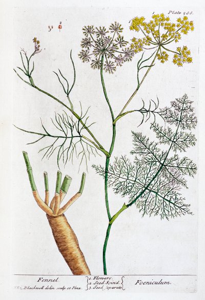 édeskömény, 1782 alkotó: Elizabeth Blackwell