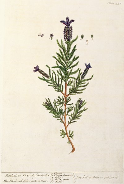 Francia levendula, 241-es tábla az „A Curious Herbal”-ból, 1782-ben (színes metszet) alkotó: Elizabeth Blackwell