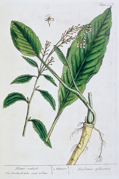 Torma, 1782 alkotó: Elizabeth Blackwell