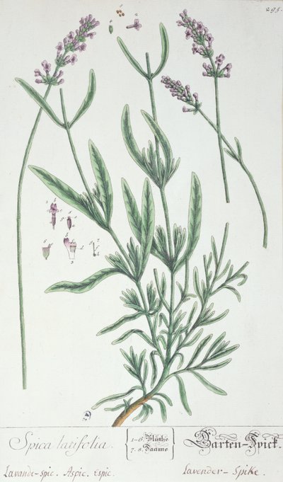 Levendula tüske, a művész "Herbarium Blackwellianum" című művének táblája, 1757 (toll és tinta és wc, papír) alkotó: Elizabeth Blackwell