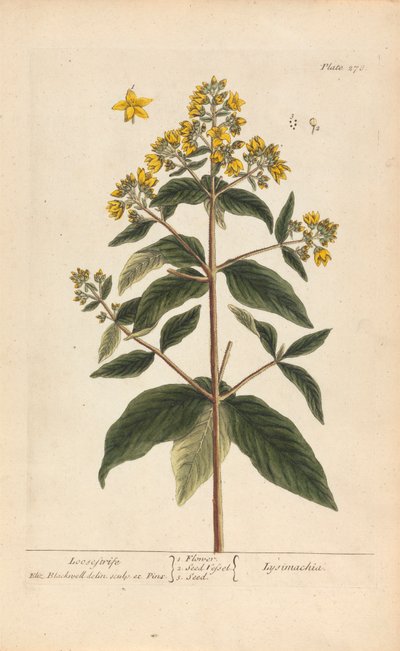 Lysimachia (Loosestrife), 278. tábla az „A Curious Herbal”-ból, II. kötet, London, 1737 alkotó: Elizabeth Blackwell