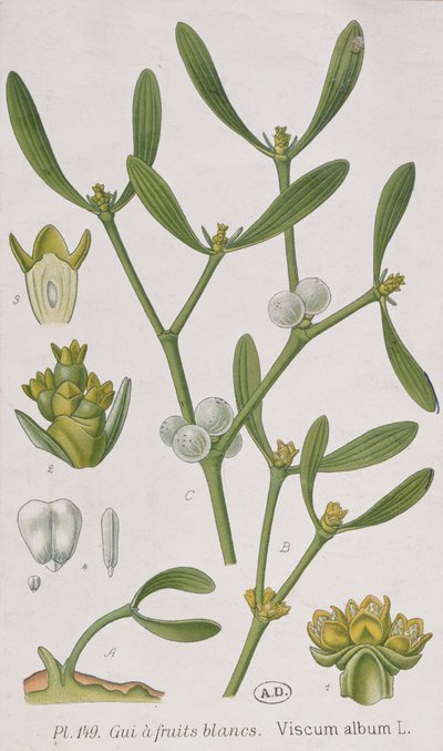 Fagyöngy, az 1757-ben Nürnbergben megjelent „A Curious Herbal”-ból alkotó: Elizabeth Blackwell