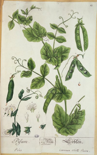 Borsó, tányér a "Herbarium Blackwellianum"-ból a művésztől, 1757 (toll, tinta és wc papíron) alkotó: Elizabeth Blackwell