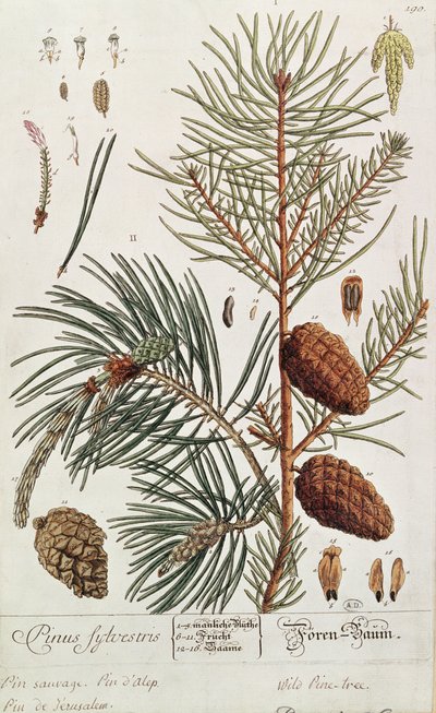 Fenyőfa, az 1757-ben Nürnbergben kiadott "Egy különös gyógynövényből". alkotó: Elizabeth Blackwell