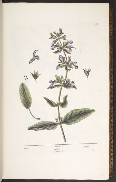 10. tábla, Sage, az „A Curious Herbal”-ból alkotó: Elizabeth Blackwell