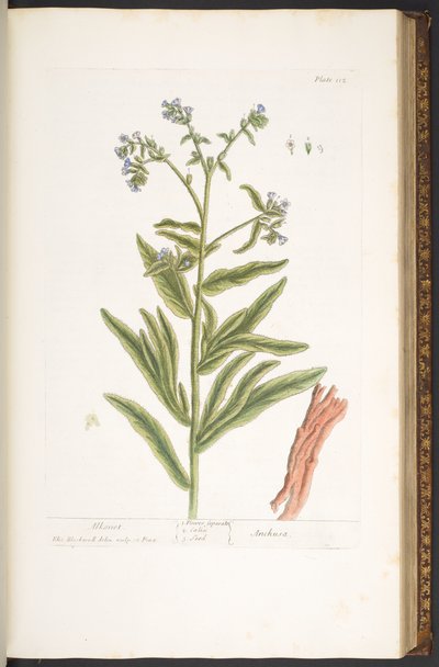 112. tábla az „Egy kíváncsi gyógynövényből” alkotó: Elizabeth Blackwell