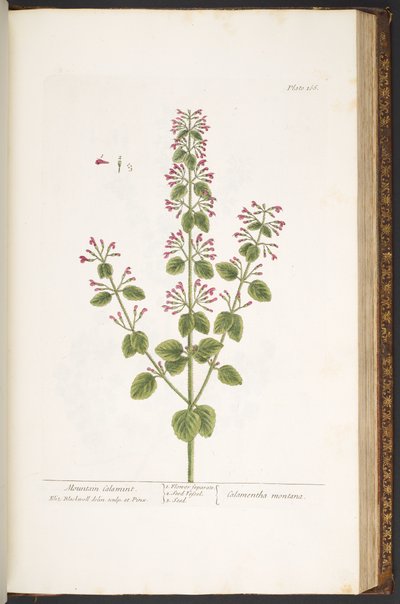 166. tábla, Mountain Calamint, az „A Curious Herbal”-ból alkotó: Elizabeth Blackwell