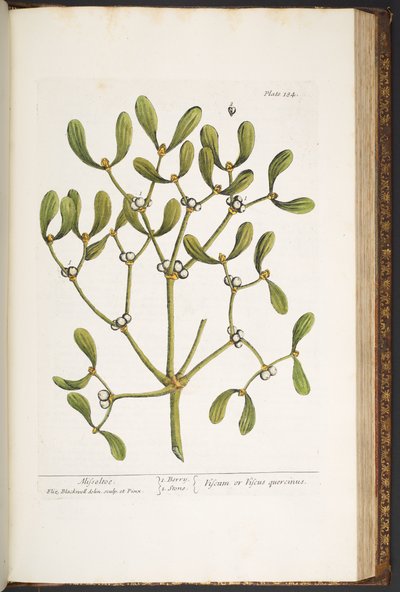 184. tábla, Fagyöngy, az „A Curious Herbal” c. alkotó: Elizabeth Blackwell