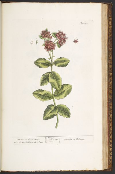 191. tábla, Orpine, avagy Élj sokáig, az 