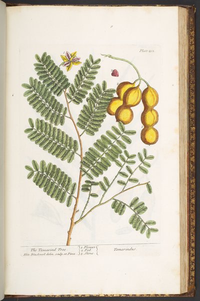 201-es tábla, az "A Curious Herbal"-ból alkotó: Elizabeth Blackwell