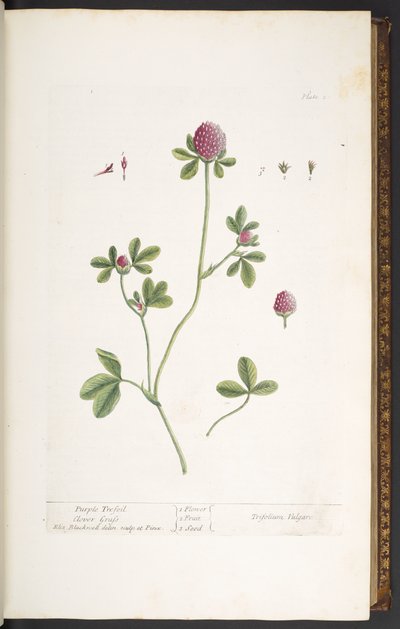 20. tányér, lila lóhere fű, az "A Curious Herbal"-ból alkotó: Elizabeth Blackwell