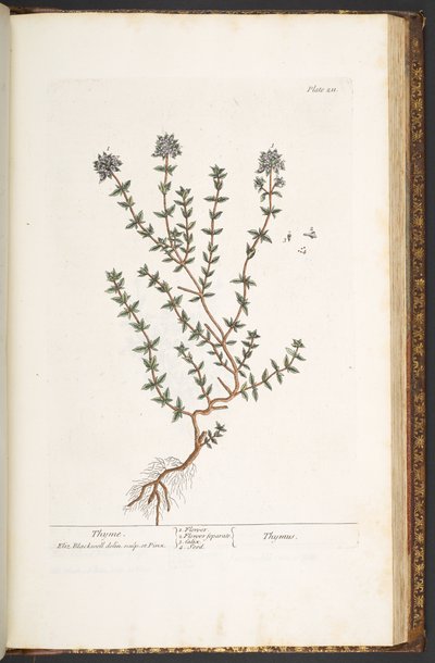 211-es tábla, kakukkfű, az „A Curious Herbal” c. alkotó: Elizabeth Blackwell