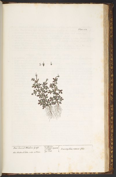 212. tábla, az „A Curious Herbal” című könyvből alkotó: Elizabeth Blackwell