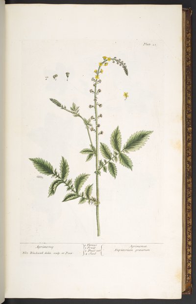 21. tábla, Agrimony, az 