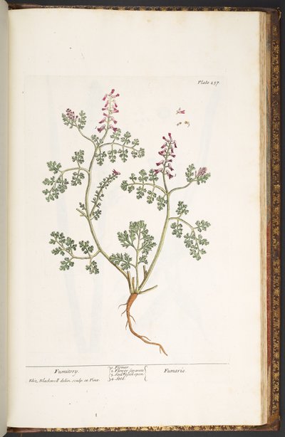 237. tábla, Fumitory, az 