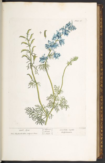 26. tábla, Lark Spur, az „A Curious Herbal”-ból alkotó: Elizabeth Blackwell