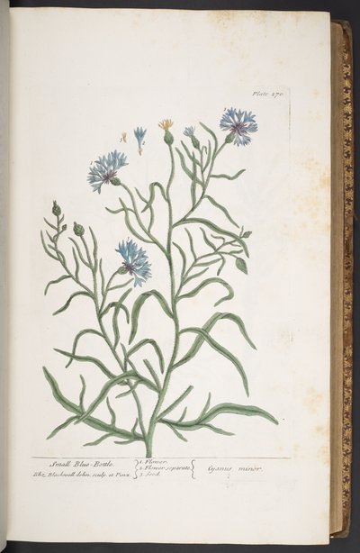 270-es tányér, kis kék palack, az "A Curious Herbal"-ból alkotó: Elizabeth Blackwell