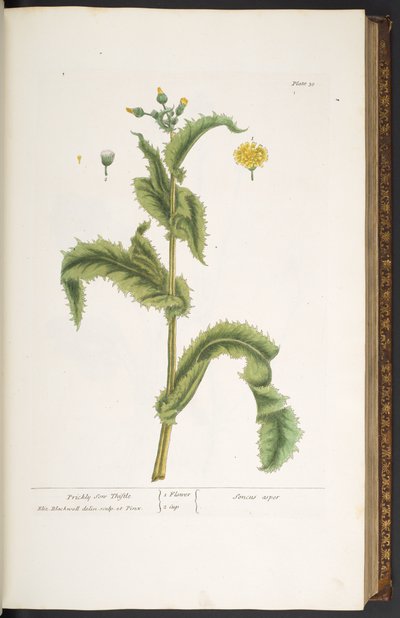 30. tábla, Prickly Son Thistle, az 