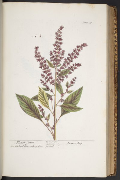317. tányér, Flower Gentle, vagy Amaranthus, az 