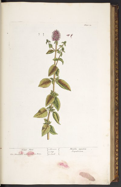 32. tábla, vízi menta, az „A Curious Herbal”-ból alkotó: Elizabeth Blackwell