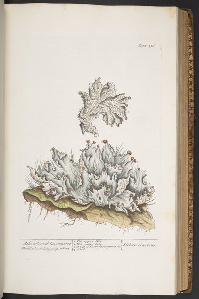 336. tábla, hamuszínű májfű, az "A Curious Herbal"-ból alkotó: Elizabeth Blackwell
