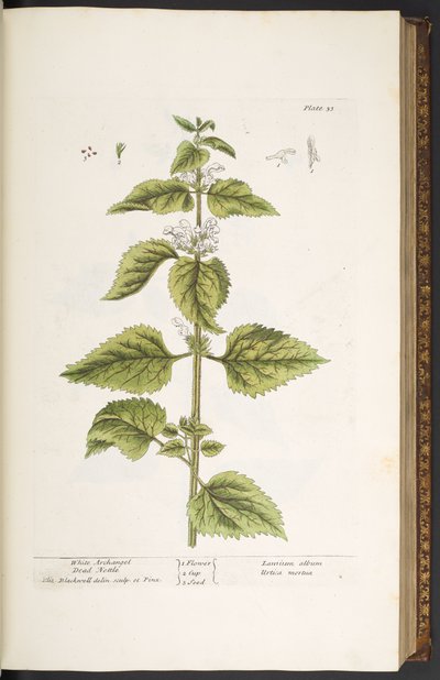 33. tábla, Fehér arkangyal, halott csalán, az „A Curious Herbal”-ból alkotó: Elizabeth Blackwell