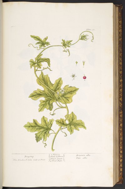 37. tábla, Bryony, az 
